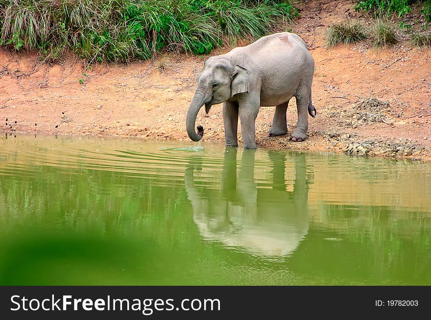 An asian elephants drinking by the river