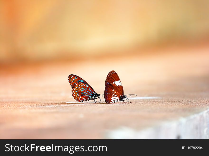 Butterflies over orange rose color background