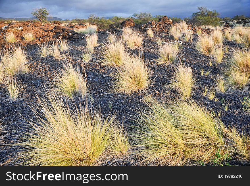 Volcanic Landscape At Hawaii