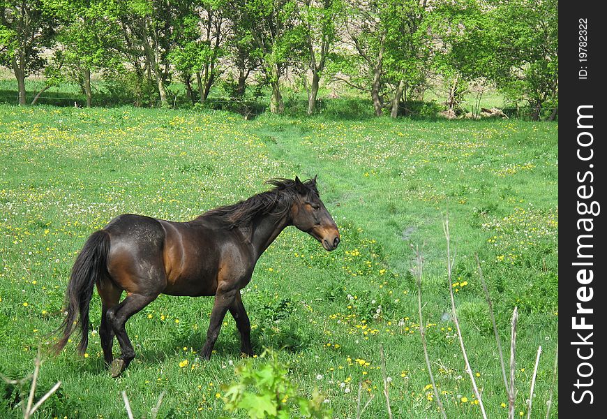 Horse grazing in a pasture. Horse grazing in a pasture