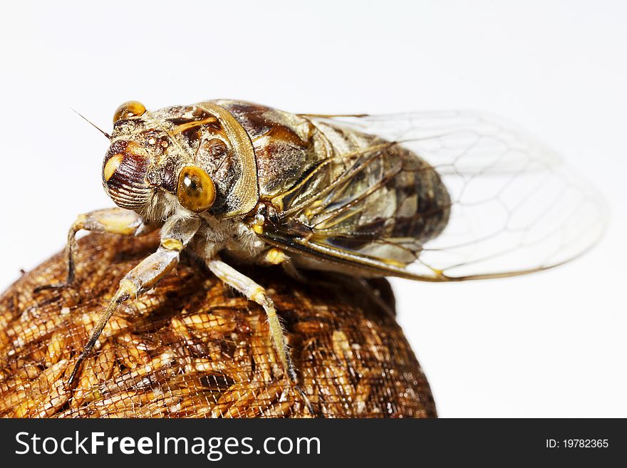 Macro Closeup Asia Cicada Isolated On White