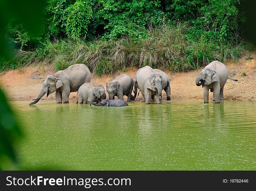 Family of asian elephants bathing together