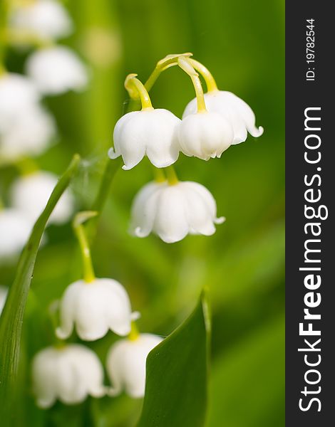 Lily-of-the-valley, convallaria. Nature background