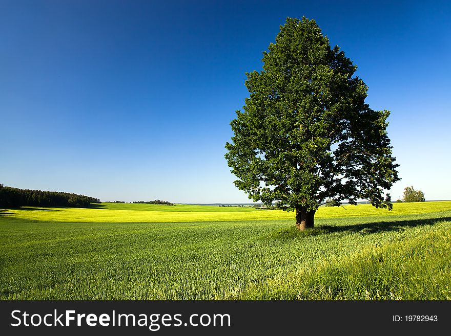 Tree  in the field