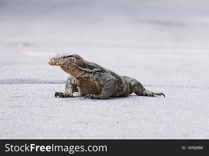 Monitor Lizard on the road