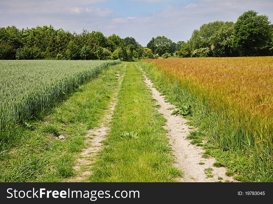 An English Rural Landscape Of Barley And Wheat