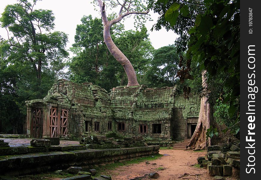 An enormous tree coming out of the ruins behind the temple of Tah Prohm, one of the most famous temples of the archeological site of Angkor Thom
