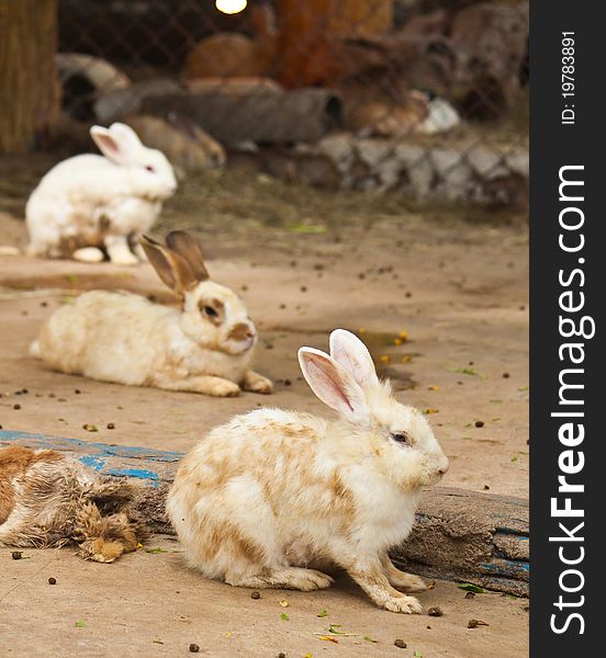 Row of Cute Rabbit on the floor