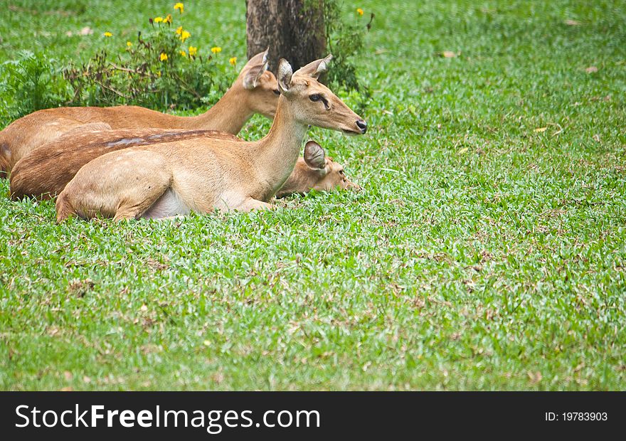 Beautiful deer on green grass