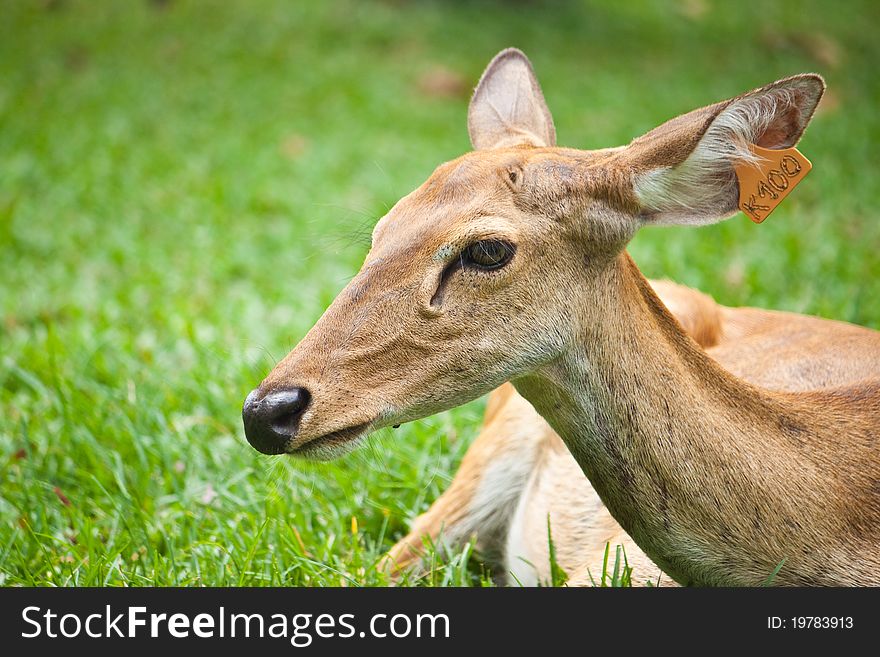 Beautiful deer on green grass