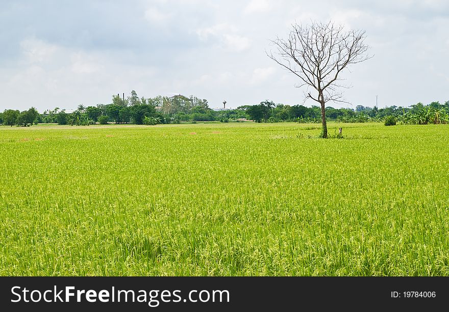 Dead tree among green rice paddy field and blue sky background