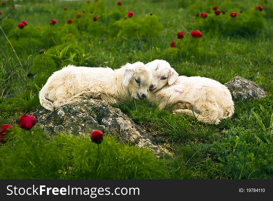 Two little goat-lings in the field