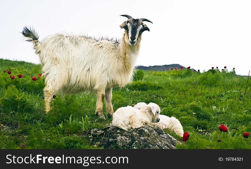 Goat with two little goat-lings in the field. Goat with two little goat-lings in the field