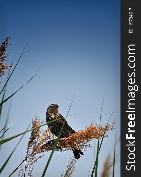 Female red-winged blackbird resting on reed stocks with blue sky background