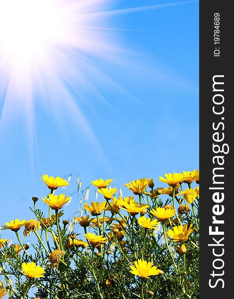 Beautiful yellow flowers and blue sky background