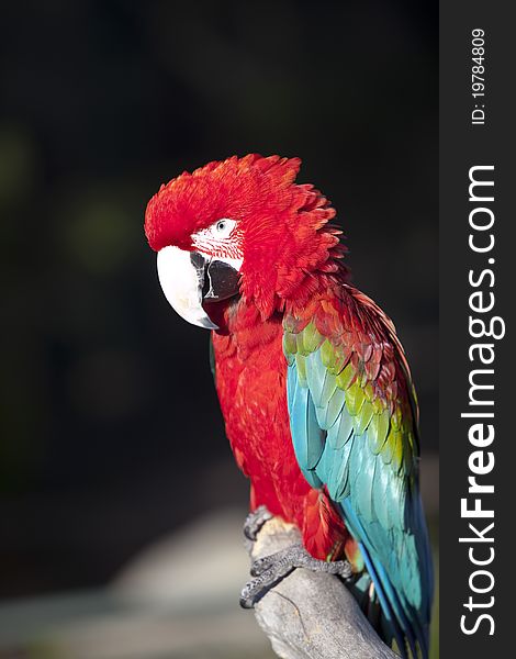 Bright red macaw parrot fluffing its neck