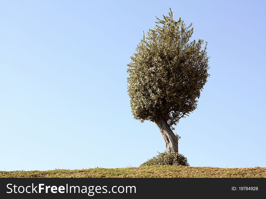 Lone olive tree