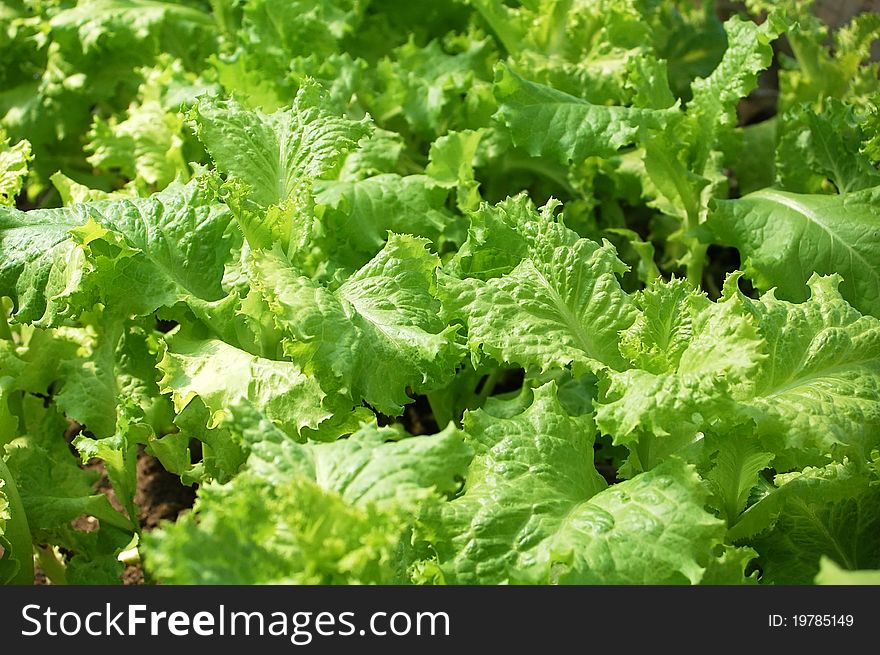 Full frame close up photo of lettuce - for background or texture. Full frame close up photo of lettuce - for background or texture