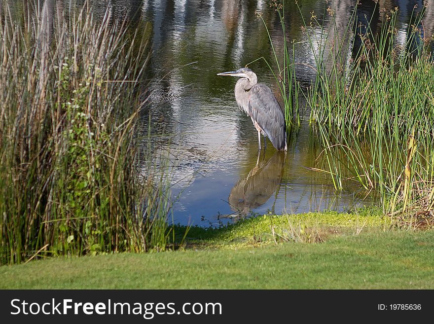 Great Blue Heron B