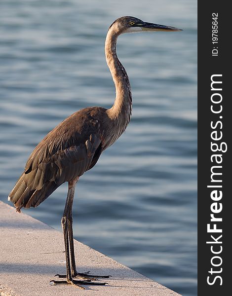 Great Blue Heron (Ardea herodias). Great Blue Heron (Ardea herodias)