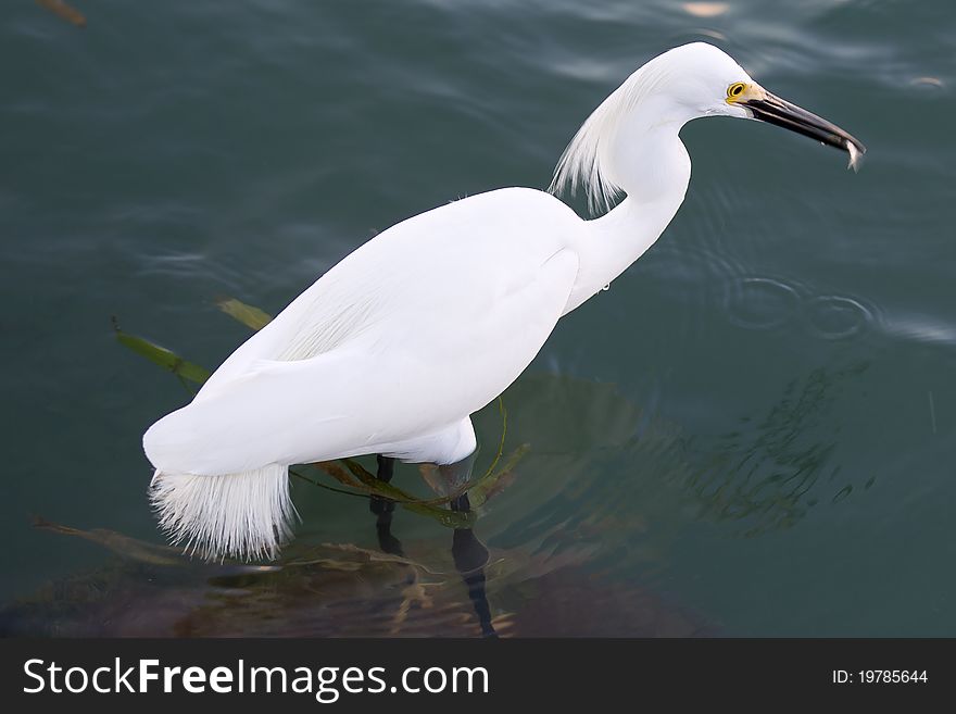 Snowy Egret eating fish in Captiva Florida. Snowy Egret eating fish in Captiva Florida