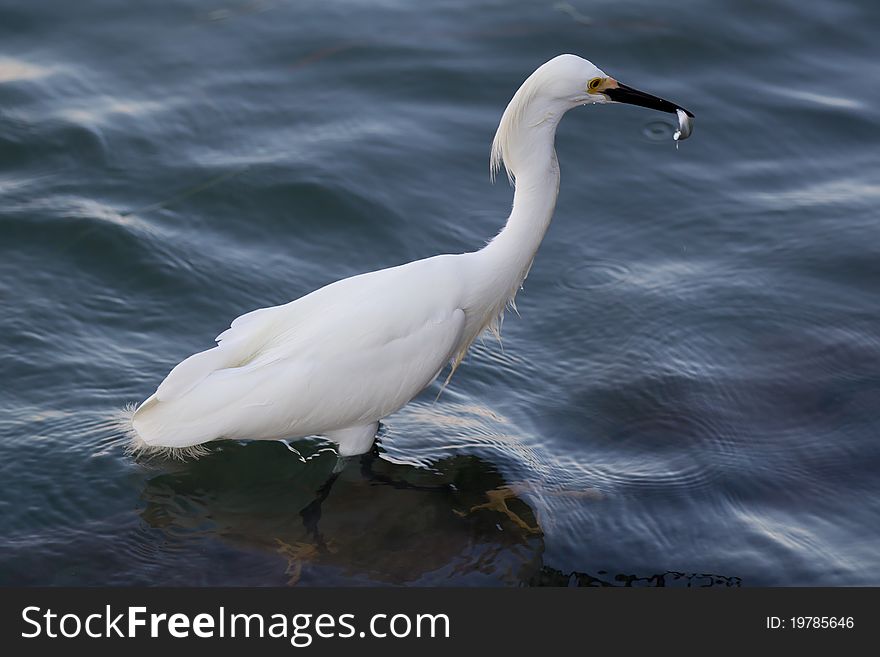 Snowy Egret eating fish in Captiva Florida. Snowy Egret eating fish in Captiva Florida