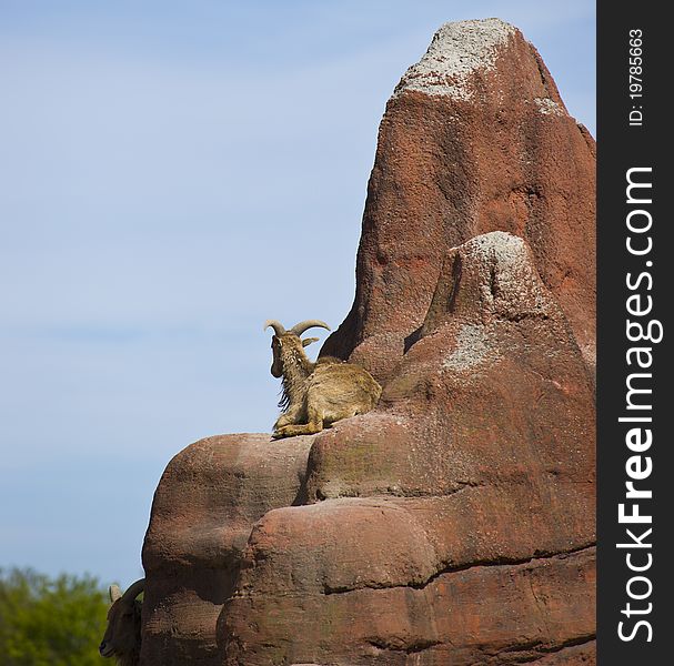 Goat on top of a rock