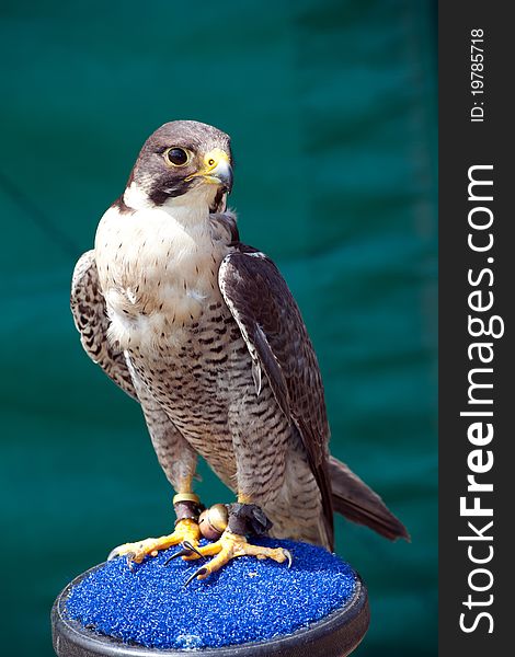 Closeup of a Saker Falcon