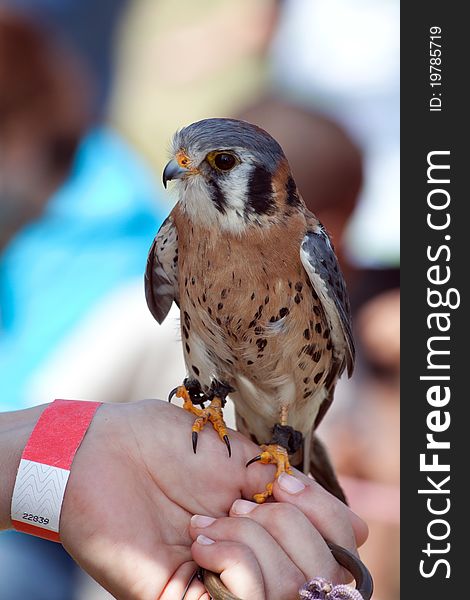 Juvenile Saker Falcon sitting on a human hand