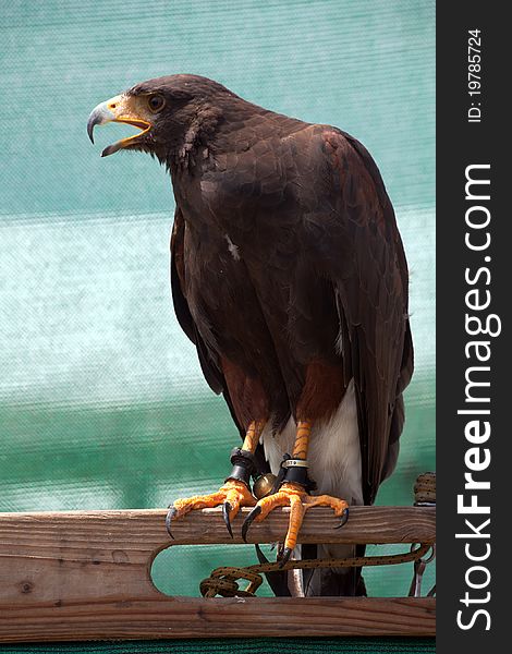 Closeup of a Harris's Hawk