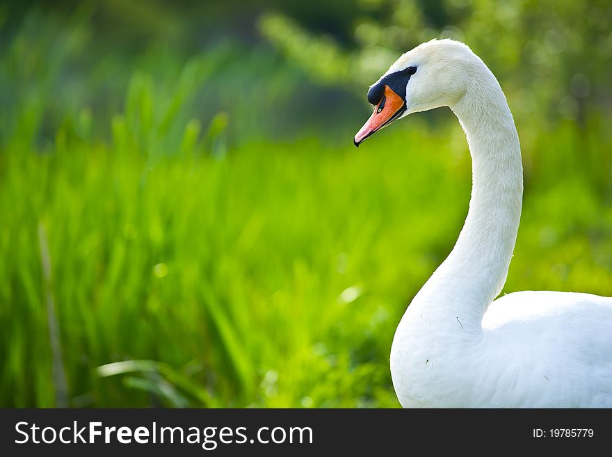 White Swan with beautiful out of focus area