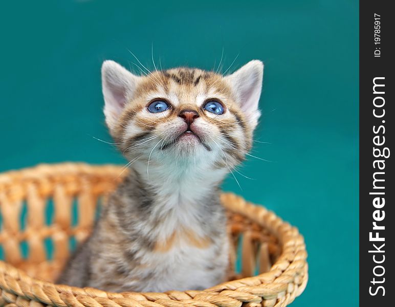 Adorable baby kitty in basket looking up over green background. Adorable baby kitty in basket looking up over green background