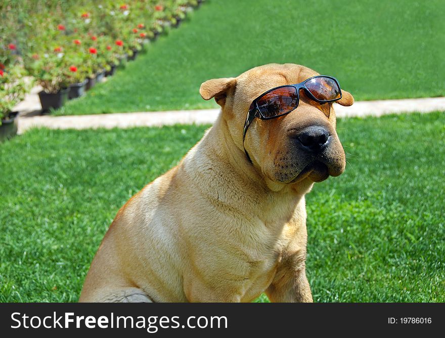 Adorable shar pei portrait in sunglasses outdoor. Adorable shar pei portrait in sunglasses outdoor