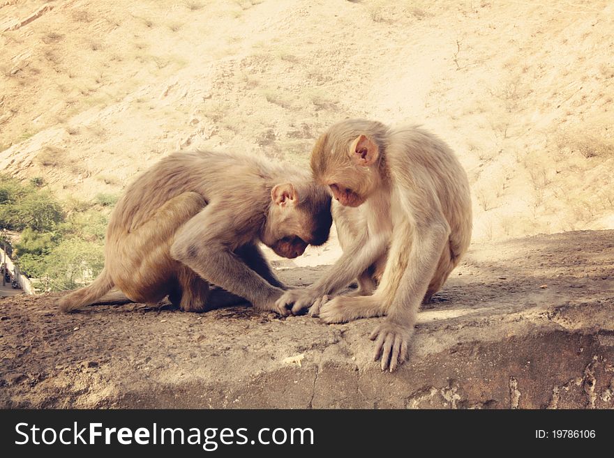 Two monkeys paying on a wall in an indian temple. Two monkeys paying on a wall in an indian temple