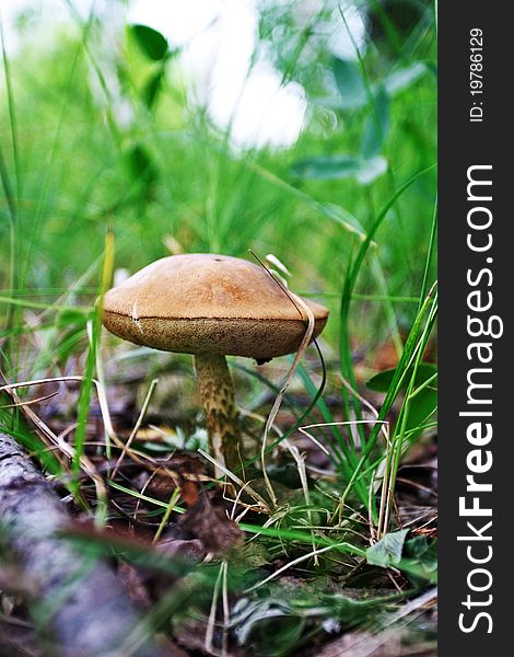 Close up of brown cap boletus in grass. Close up of brown cap boletus in grass