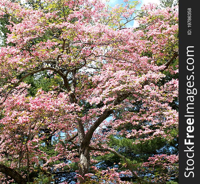 Cherry blossom tree with pine tree in the background