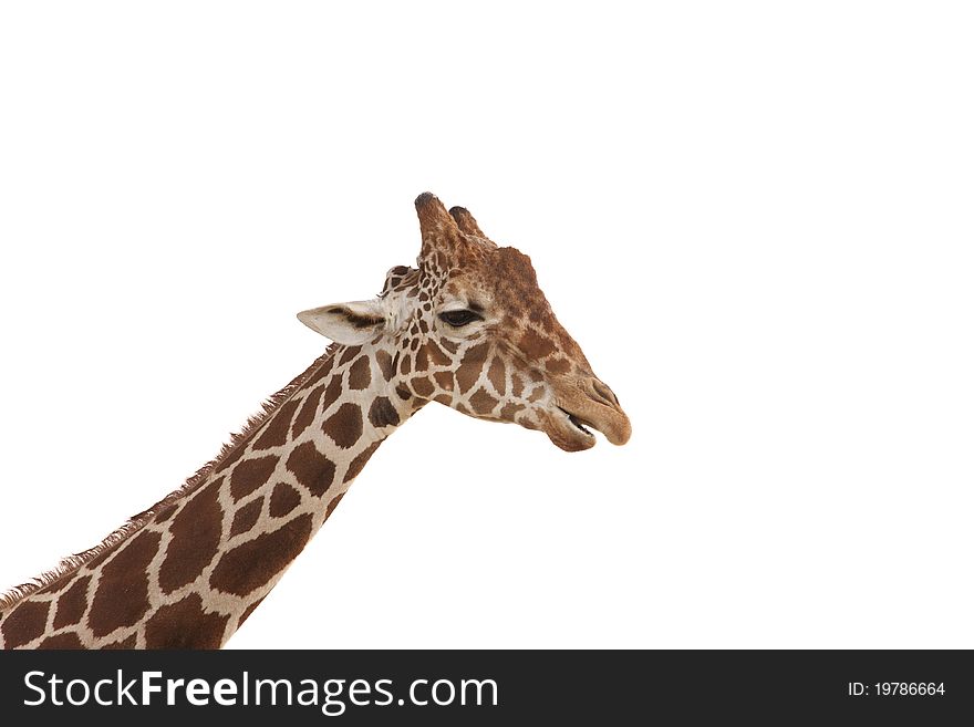 A long neck Giraffe on white background. A long neck Giraffe on white background