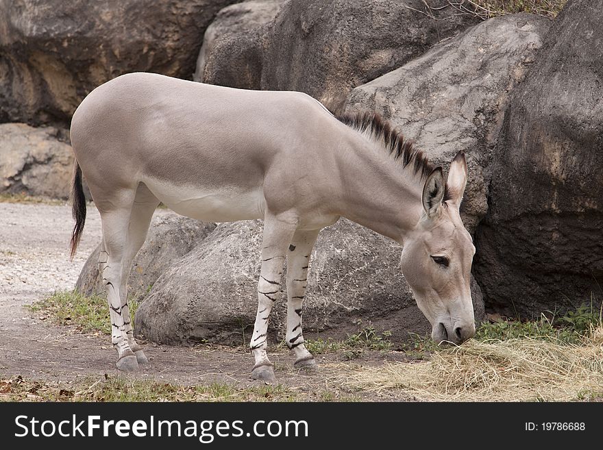 The Somali Wild Ass (Equus africanus somaliensis)