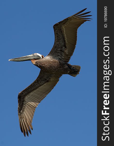 Brown Pelican in Flight Captiva, Florida. Brown Pelican in Flight Captiva, Florida