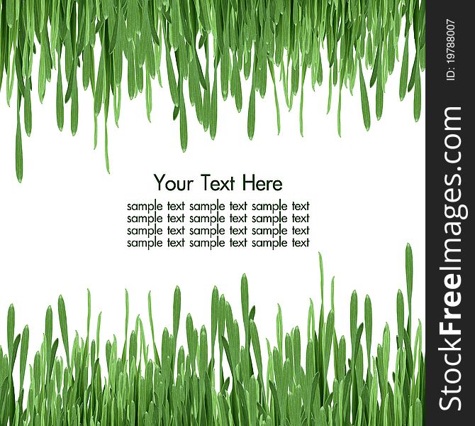 Fresh spring green grass on white background with copy space