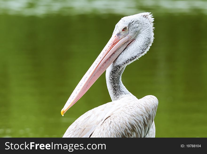 Pelican resting by the lake