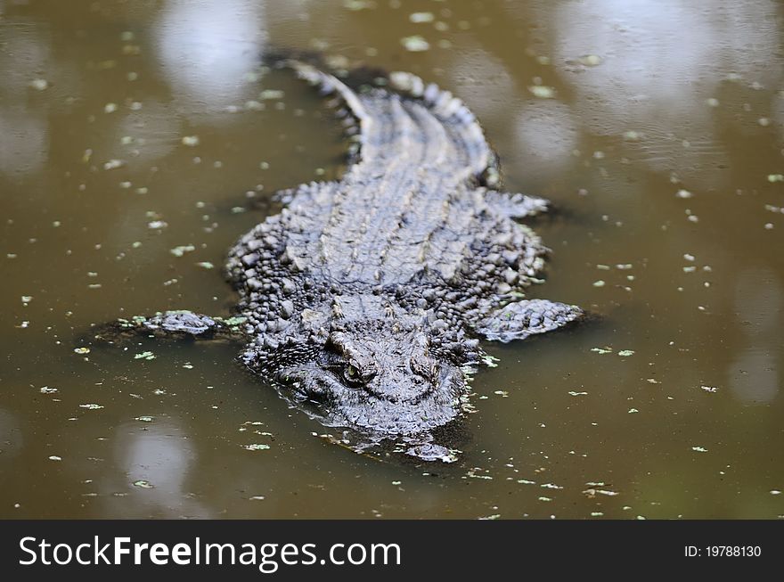 Dangerous Crocodile waiting in the river