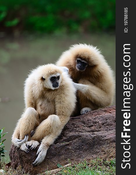 White Cheek Gibbons in love