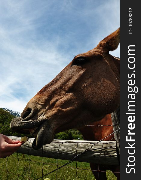 A mule taking an apple piece from a hand. A mule taking an apple piece from a hand