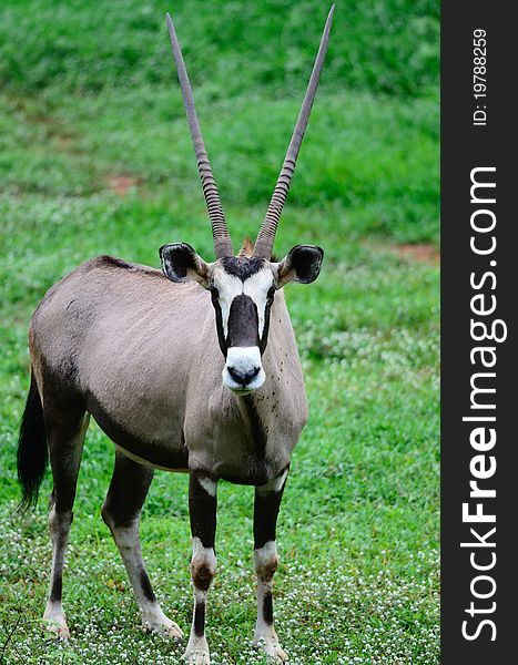 Gemsbok Antelope standing in the grass field