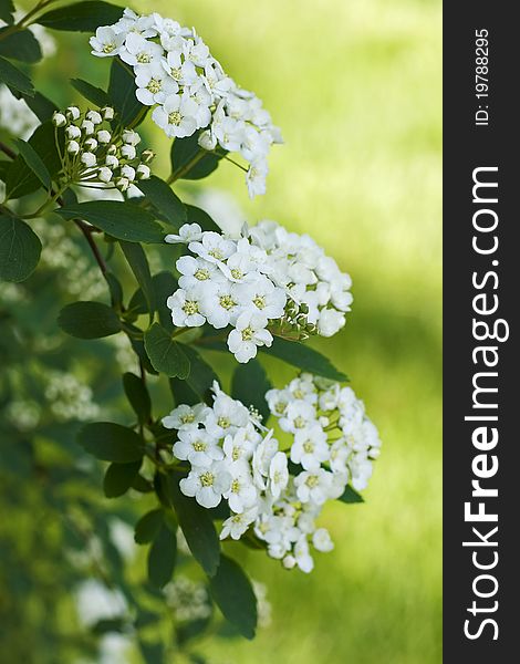 A spring blooming bridal-wreath spiraea with tiny white flowers. Also known as the Vanhoutte Spiraea, this shrub grows six to eight feet tall and 10 to 12 feet wide. The bridal-wreath has arching branches that curve to the ground and is covered with tufts of small white flowers in late spring. Leaves are greenish blue. A sun loving plant adaptable to most soils often used as a hedge or border. A spring blooming bridal-wreath spiraea with tiny white flowers. Also known as the Vanhoutte Spiraea, this shrub grows six to eight feet tall and 10 to 12 feet wide. The bridal-wreath has arching branches that curve to the ground and is covered with tufts of small white flowers in late spring. Leaves are greenish blue. A sun loving plant adaptable to most soils often used as a hedge or border.