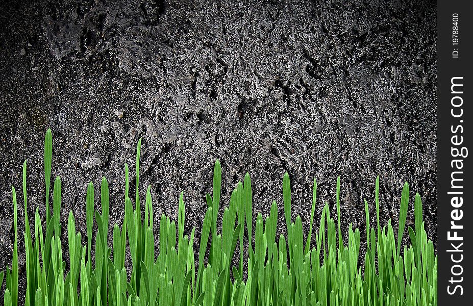 Cement wall with green grass