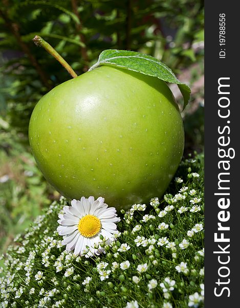 Green apple and camomile on a grass