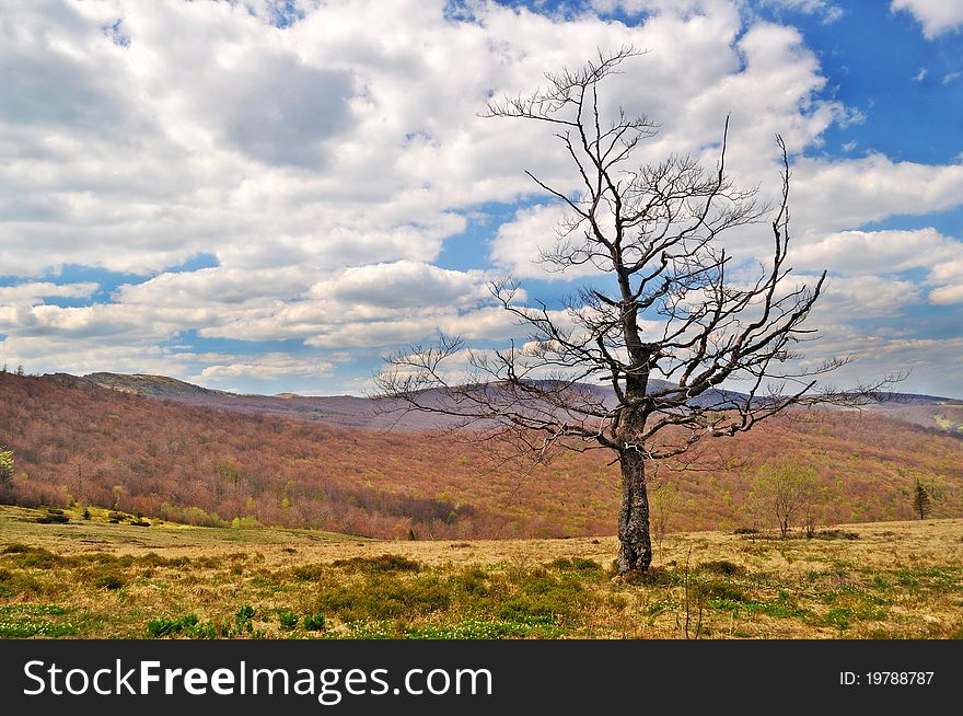 Lonely dying tree in the mountains