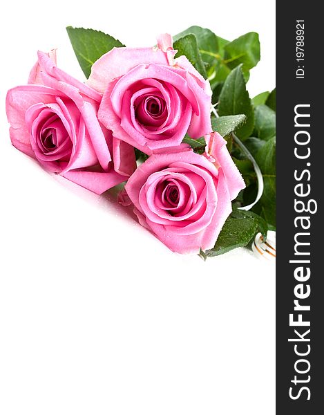 Pink fresh roses isolated on a white background